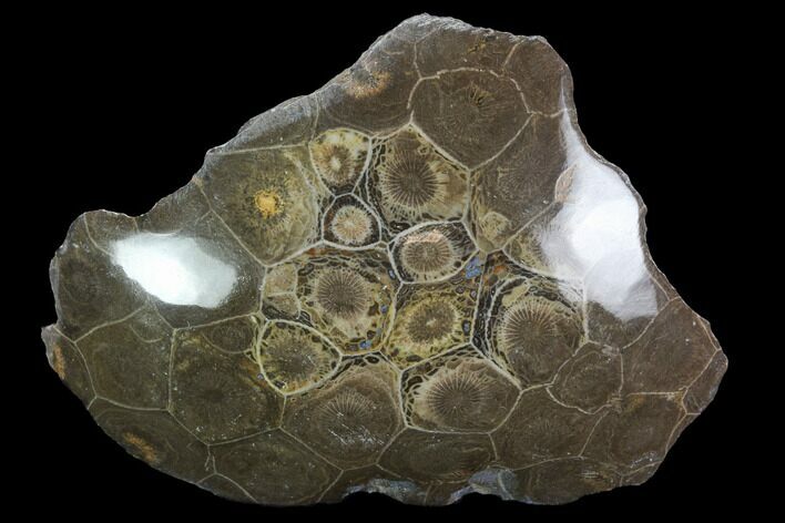 Polished Fossil Coral (Actinocyathus) - Morocco #100661